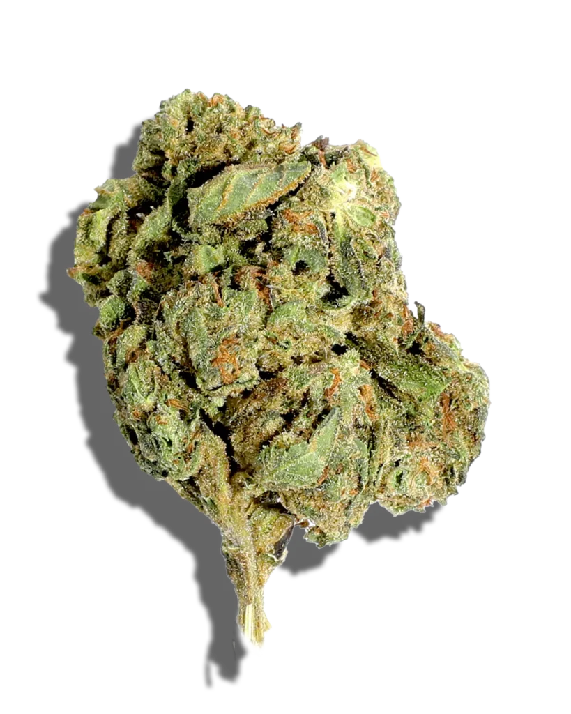 Jack Herer Weed Strain