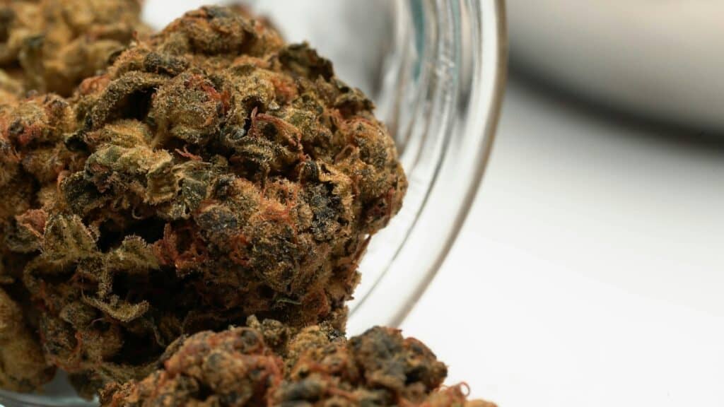 man smoking weed on a roller-coaster Close-up of Day Day cannabis bud for strain review.