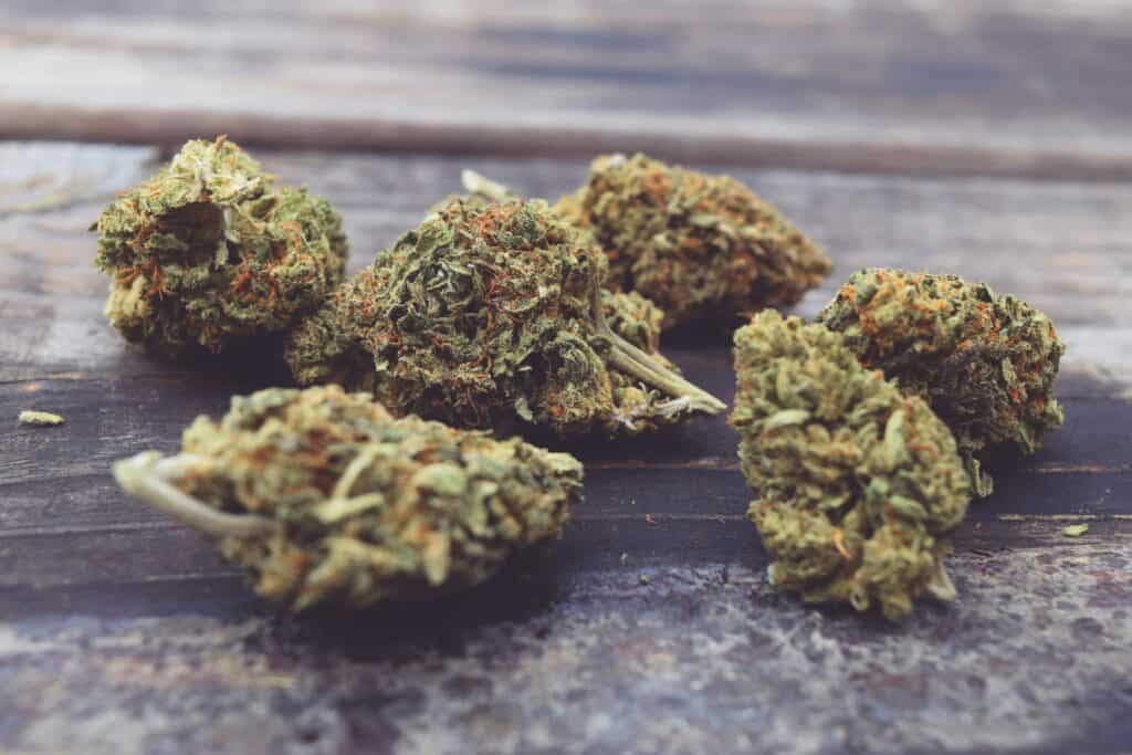 Black Maple cannabis buds for review and personal testing.