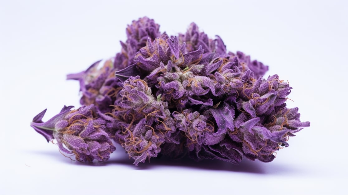 Purple Crip Weed Strain Review Highvendor [2023]