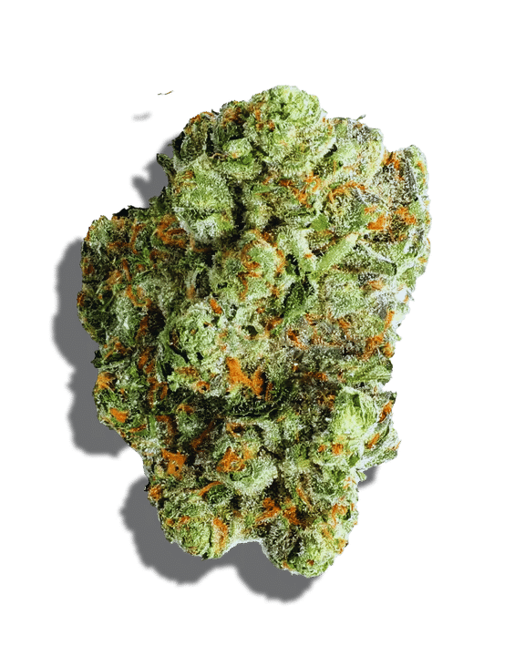 Thrasher Mushroom Strain