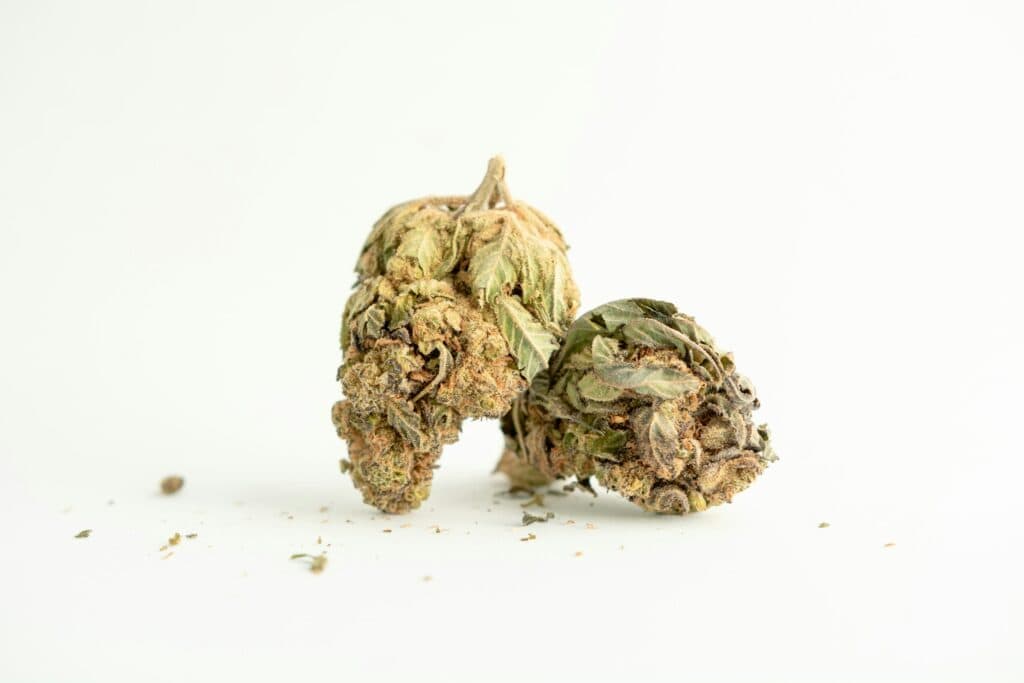 Fresh Baja Blast cannabis buds with vibrant green and purple hues.