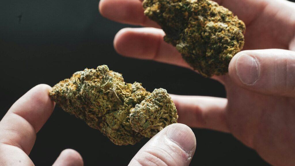 Close-up of fresh Gumbo strain cannabis buds held by hands.