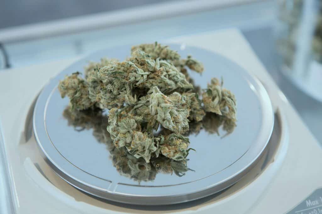 Close-up of Snickers strain cannabis buds on a digital scale.