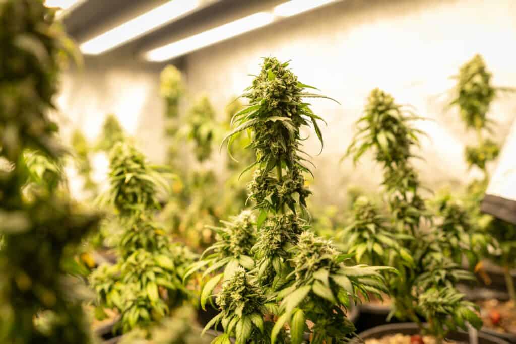 Highvendor Breakfast in Bed strain cannabis plant under grow lights.