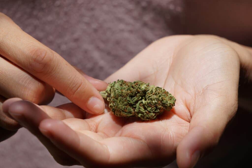 Close-up of Cinnamon Roll OG cannabis bud in hand for review.