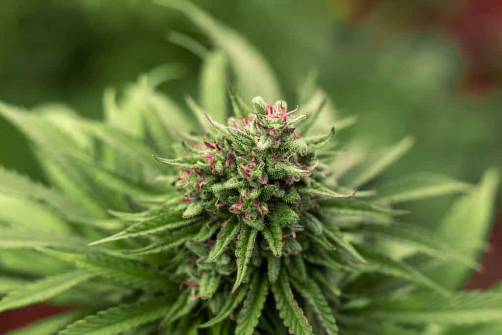 Cannabis plant of the Ichiban strain, showcased for high-quality cultivation.