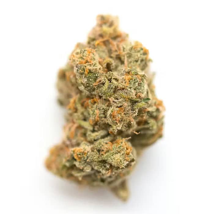 Highvendor Mac and Cheese cannabis bud for review.